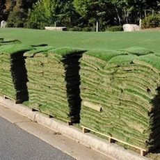 Top Quality St. Augustine Floratam Sod $165 per Pallet