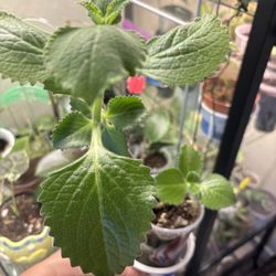 Indoor Mint leaves  Have A Very Pleasant Smell 