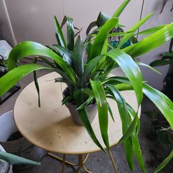 Outdoor Plant Purge $5 and Up