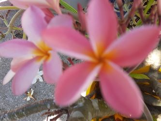 Your choice of a variety of colorful plumeria cuttings with flowers intact ready to plant