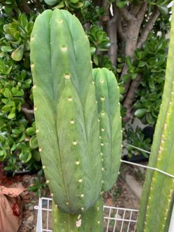 San Pedro cactus