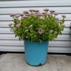Autumn joy sedum