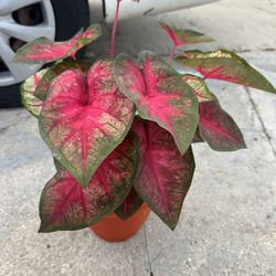 Caladium