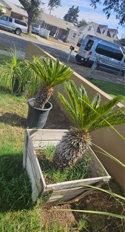 Palm trees