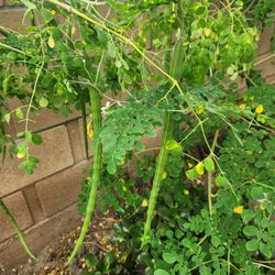 Fresh Moringa Fruit, $1 Each, Moringa Leaves $5 per lb