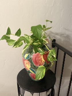 Healthy Pothos 