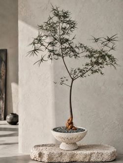 ~ 7 Ft Tall Queensland Bottle Tree/ Brachychiton Rupestris (Planter Included) ‘Local LA Seller’