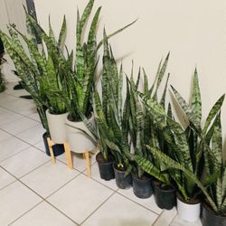 ♥️BEST PLANT ON PLANET♥️Snake Plants In 7” pot((39”tall))