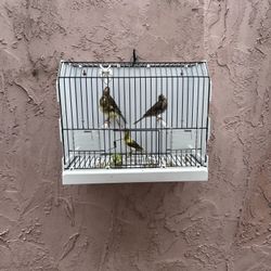 Jualas De Canario 