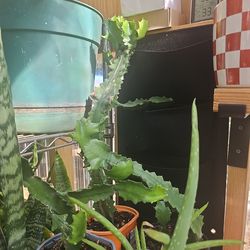 Dragon Cactus  plants