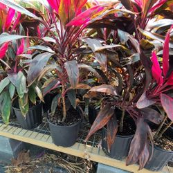 Red Sister 3gallon 3ft Tall 