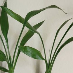 🌺 2 Lucky Bamboo Stalks In Hanging Ceramic Vase