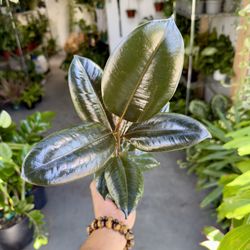 4” Ficus Decora ‘Burgundy’  $14.99 🖤❤️🖤