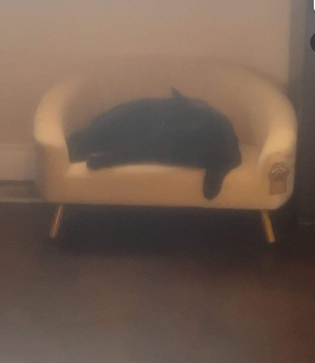 Pet Couch