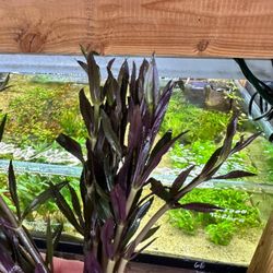 Limnophila Hippuridoides - Vibrant Stem Plant for Aquascaping Planted Aquarium Aquascape Fish Tanks Freshwater Plant 