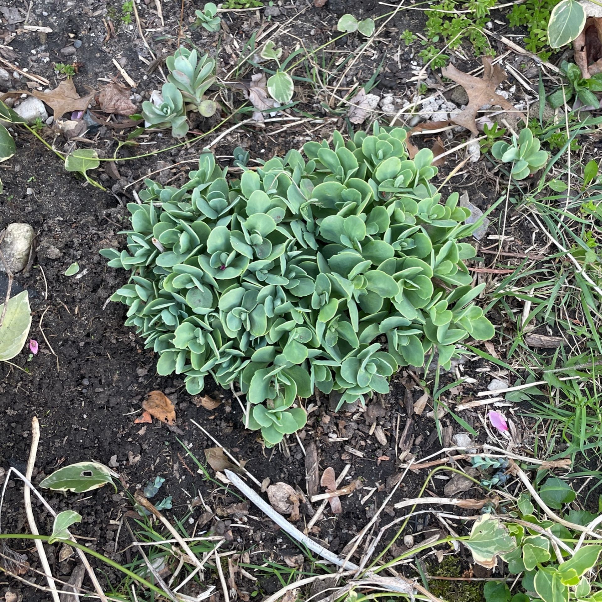 Large Sedum Plant