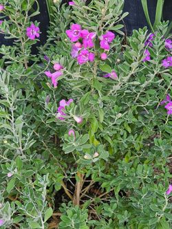 Texas Sage