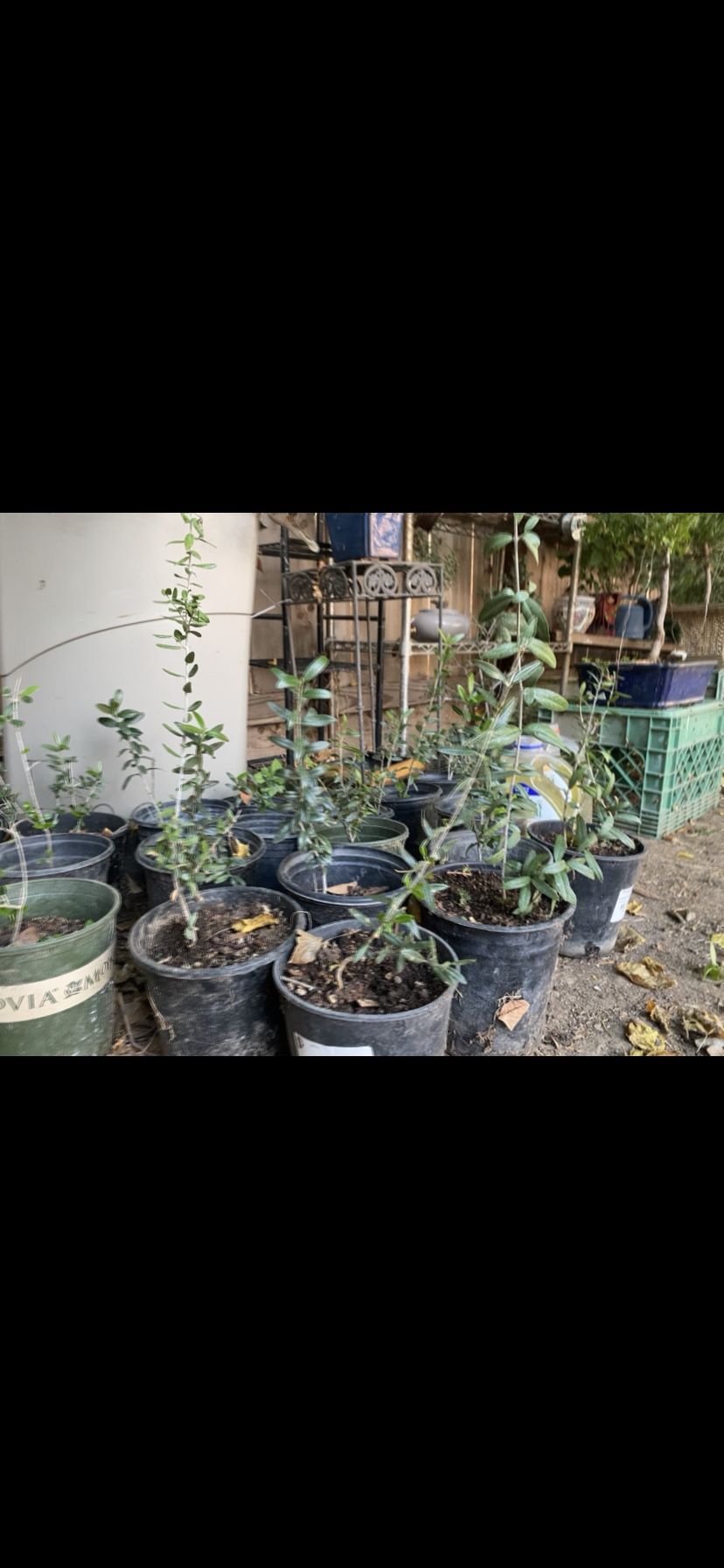 Olive Trees About A Foot Tall $10 Each
