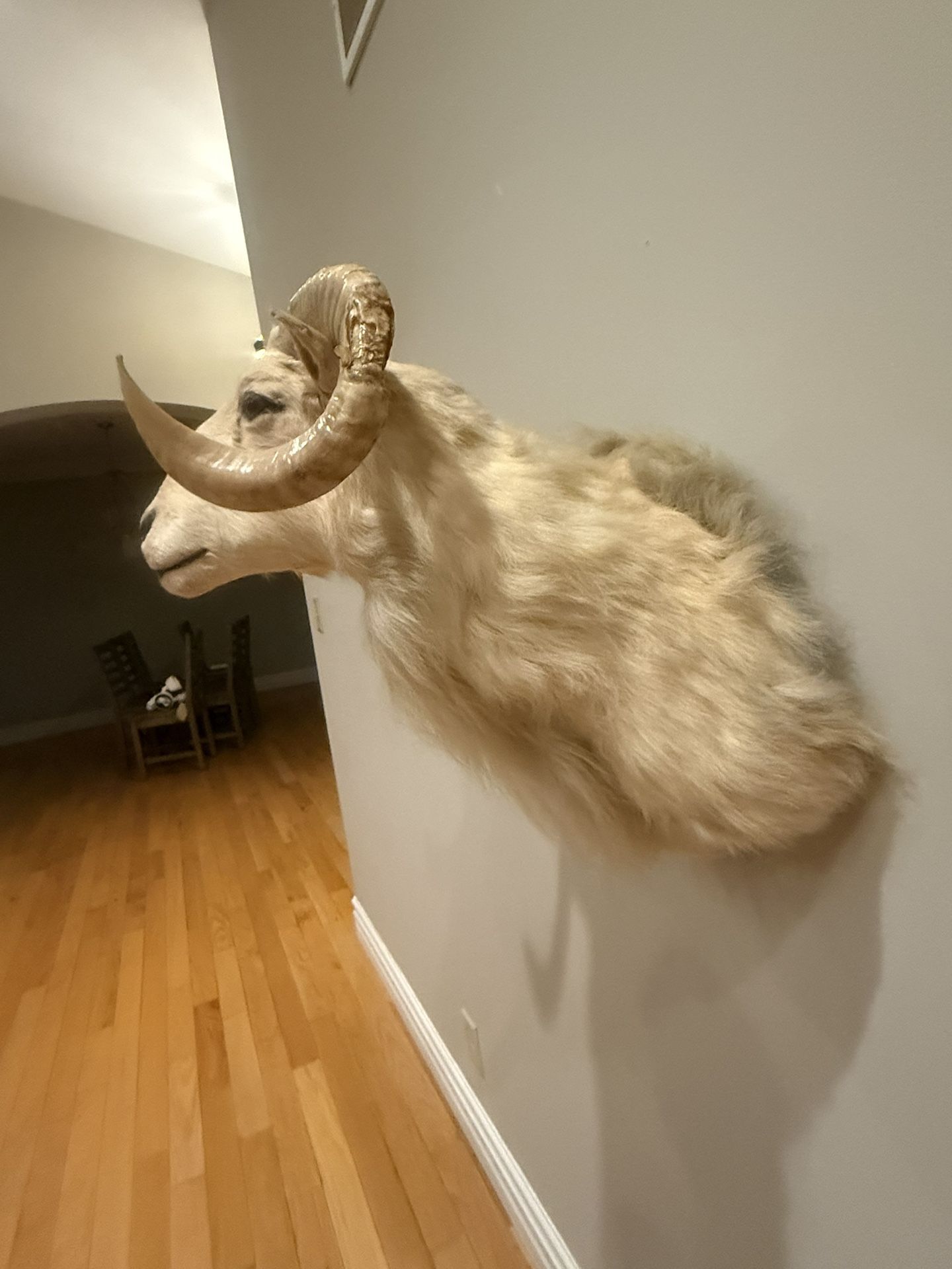 Big Dall Taxidermy Wall Mount