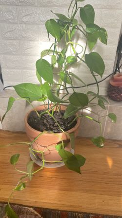 Plant For Good Home New Pot, New Soil