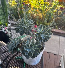 Beautiful Echeverria   Suculent Blooming Now