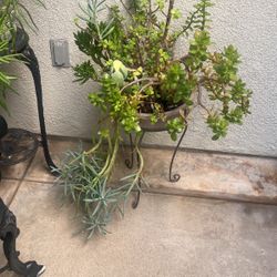 Plant With Pot
