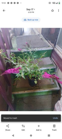 Lubbelia morada 1g