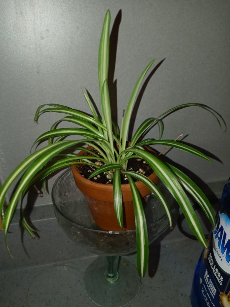 Mini terra cotta pot with a starter spider plant