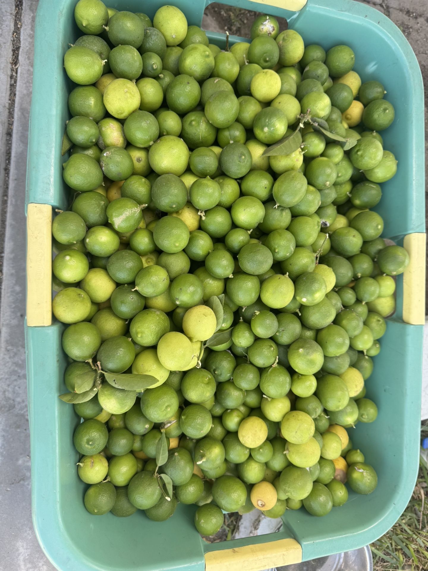 LIMES 50 For Ten Dollars