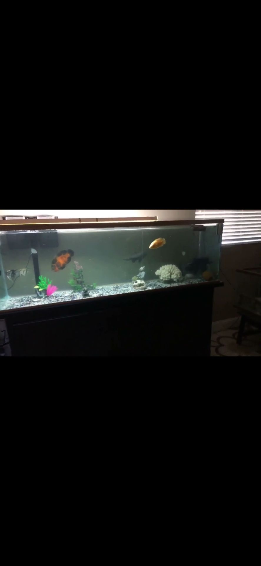 Fish Tank With Cabinets Attached Under