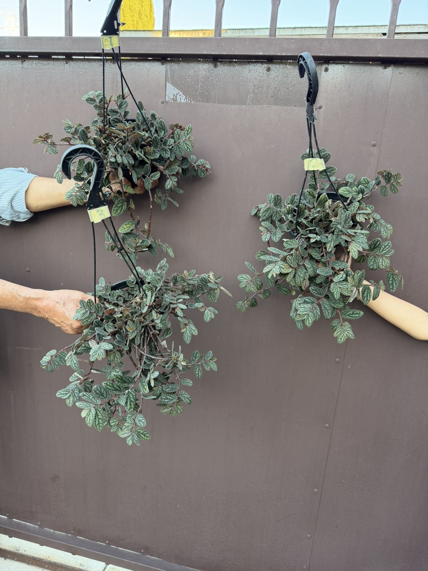 6” pellionia watermelon 