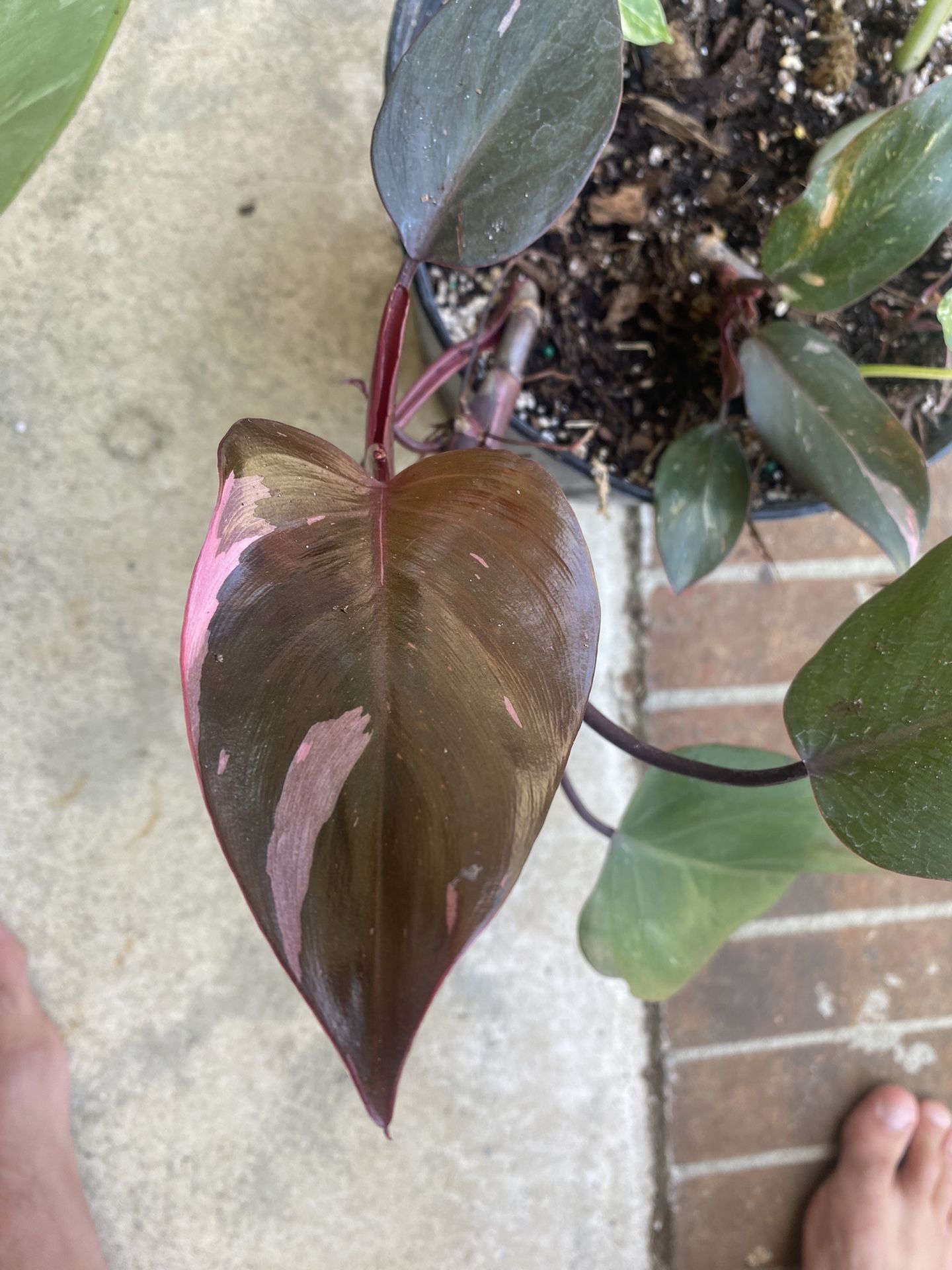 Pink Princess Philodendron