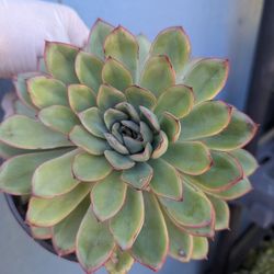 Echeveria Pulidonis