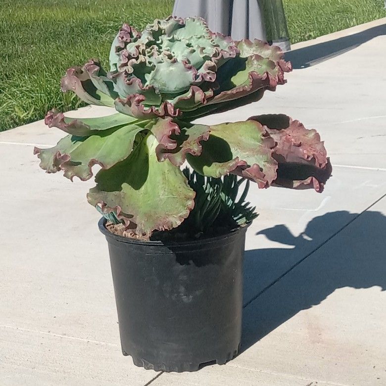 Don't Know The Name?