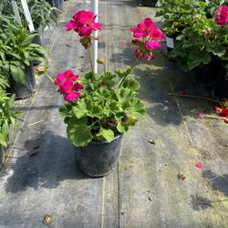 Plantas De Temporada A La Venta 