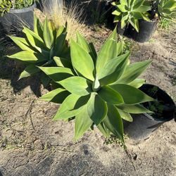Agave Plants