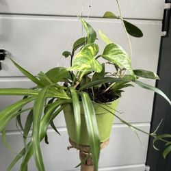 Assortment Of Plants