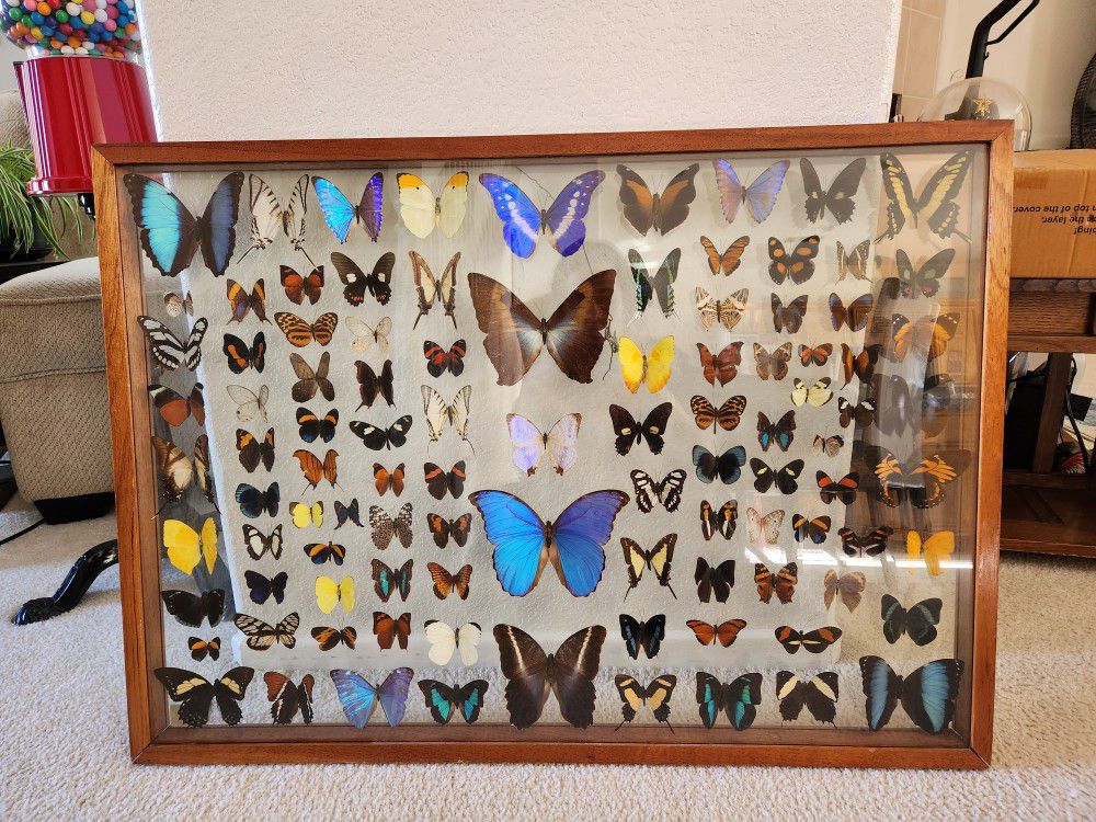 Antique Beautiful Real Butterfly Collection