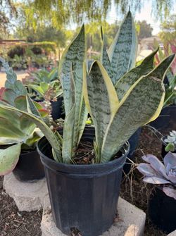 Snake Plant