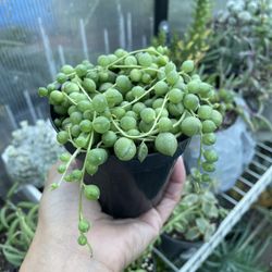 String Of Pearls Succulent 