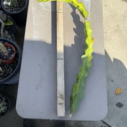 “ AMERICAN BEAUTY “ dragon fruit cuttings $15 each #ABDFC01