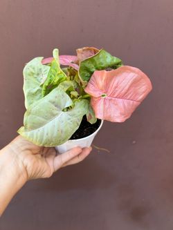 4” Syngonium confetti