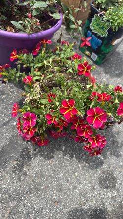 💥$10💥plant new
