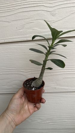 Desert Rose ( Rosas del desierto )