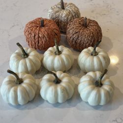Mixed Pumpkin Collection 