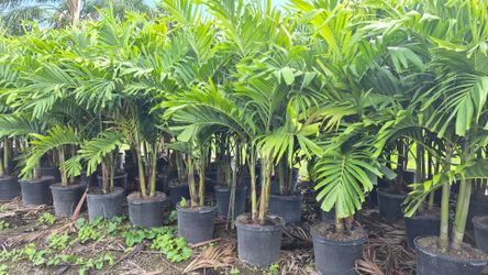 Huge Adonidias Plants 7 feet Tall. Christmas Palms