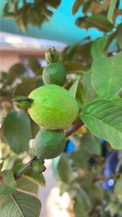 Guayaba