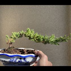 Bonsai Plants For Sale $45 Each Firm On Price