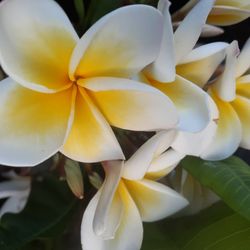 Wide Variety Of Plumeria Cuttings With Flowers  Intact