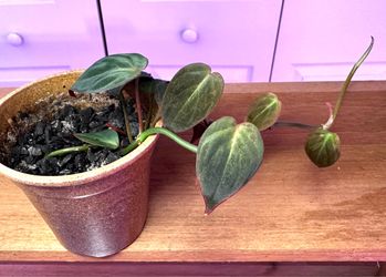 Philodendron micans in 3.5 inch pot
